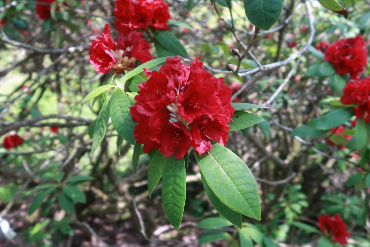 'G. A. Sims'